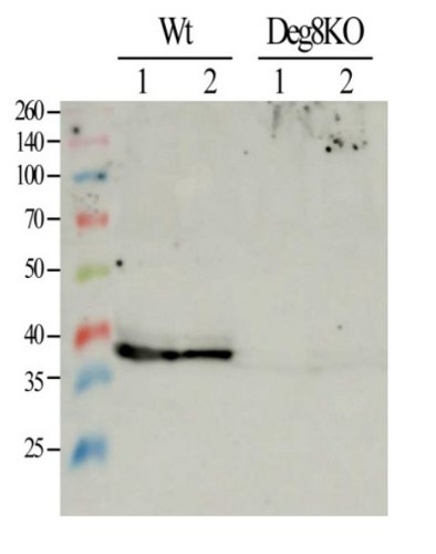 western blot using anti-Deg8 antibodies